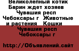  Великолепный котик Барин ждет хозяев - Чувашия респ., Чебоксары г. Животные и растения » Кошки   . Чувашия респ.,Чебоксары г.